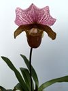 Paphiopedilum Charlesworthii